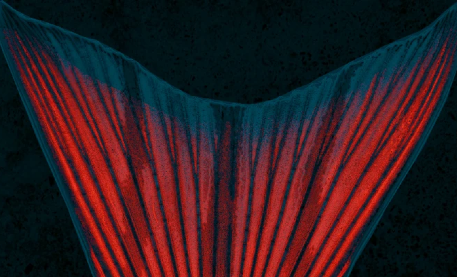 Nature Physics Sept Issue Cover - fish tail